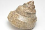 Polished Fossil Gastropod (Pleurotomaria) - Madagascar #207539-1